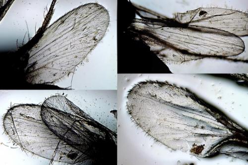 Dasyhelea sp.